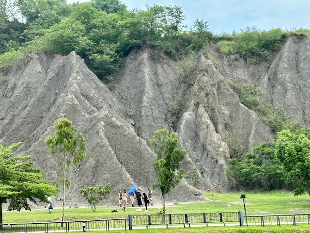 a1317 月世界．欒樹花與牛蛙