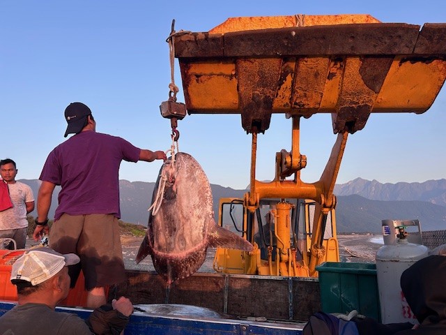 a1613 七星潭的日出與曼波魚
