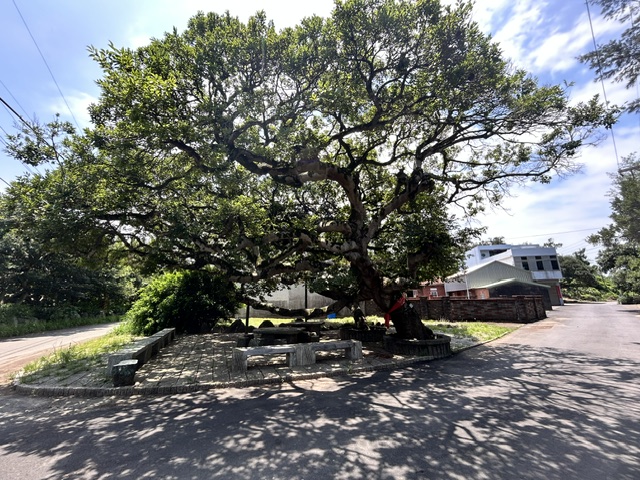 a0548 姜厝朴樹林：古老的客家聚落